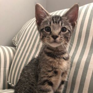 Meet your Posher, Elisa